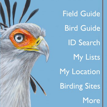 Screenshot_20240502_095017_Roberts Bird Guide 2